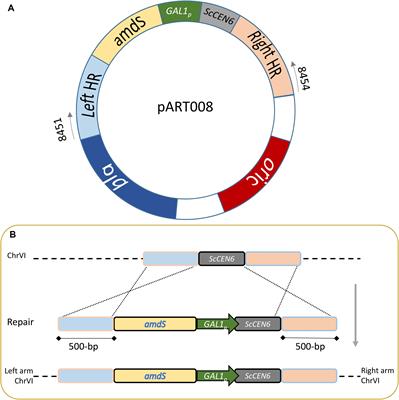 Improving Industrially Relevant Phenotypic Traits by Engineering Chromosome Copy Number in Saccharomyces pastorianus